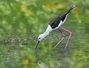 Sue Hsu's photo